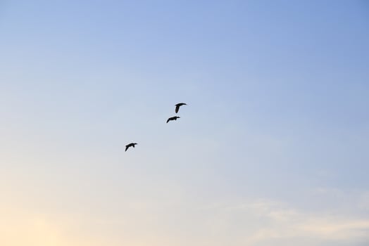 flying ducks against an evening landscape photo