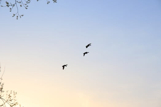flying ducks against an evening landscape photo