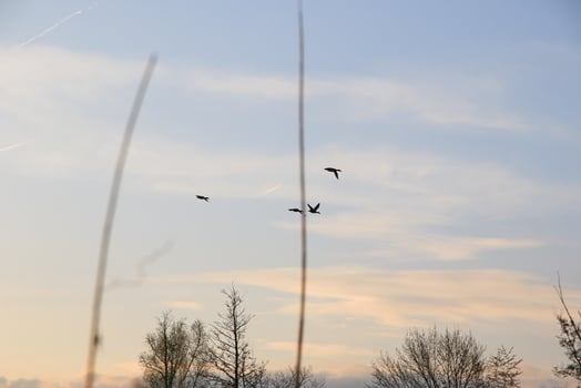 flying ducks against an evening landscape photo