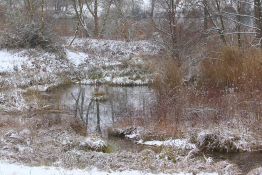 white snow on a bare tree branches on a frosty winter day near the lake photo
