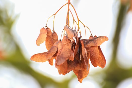 details of dried leaves hanging from the tree photo