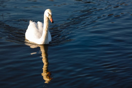 Graceful white swan photo