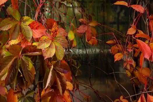 autumn season with maple leaves on ground and trees turning bright colors photo