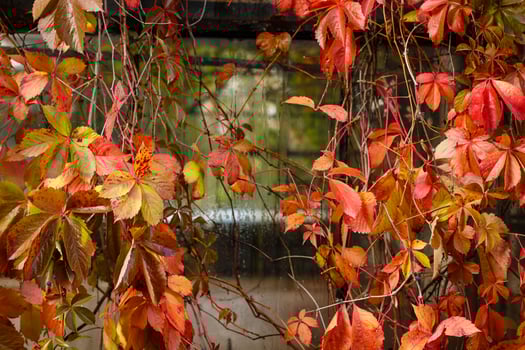 autumn season with maple leaves on ground and trees turning bright colors photo