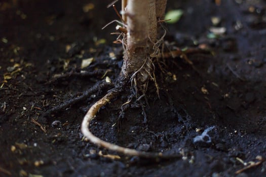 the roots of the tree came out of the earth photo