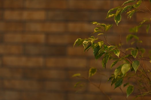 green leaves on wall brick background, ficus benjamin photo