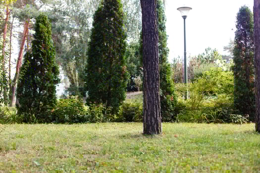 Tree trunk of pine forest photo