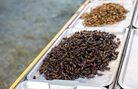 Crickets and various kinds of insects are fried and stacked in stainless steel trays. photo