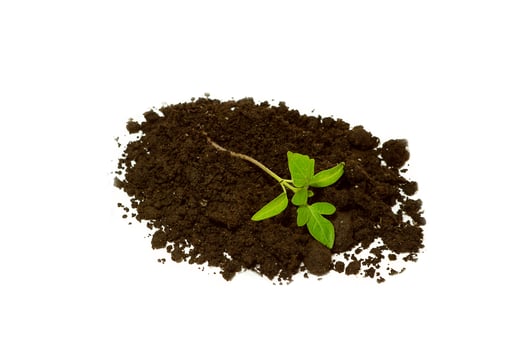 A young sprout of tomato seedlings lies on the ground, isolated on a white background. photo