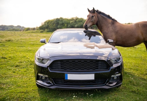 horses on a pasture near an expensive mustang car photo