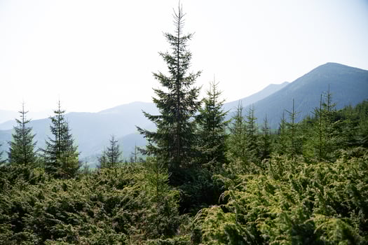 beautiful landscape mountains Carpathians in the Ukraine photo