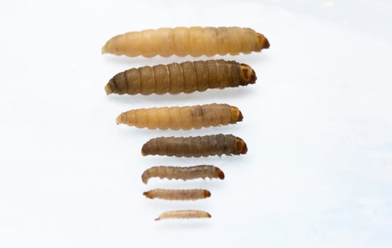 The greater wax moth Galleria mellonella photo