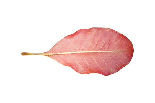 red leaves on a white background photo