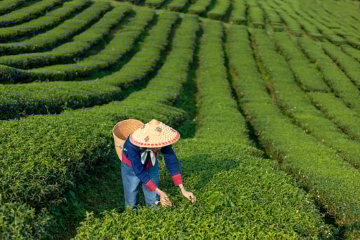 Senior asian woman in traditional cloth picking fresh tea leave in the morning in her hill side tea farming and plantation business concept photo