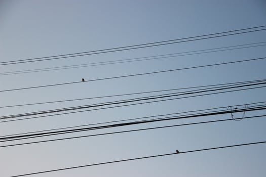 bird on the wire and sky background photo