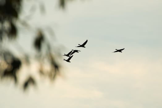 wild goose flaying near the Danube water stream photo