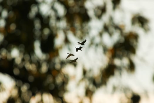 wild goose flaying near the Danube water stream photo