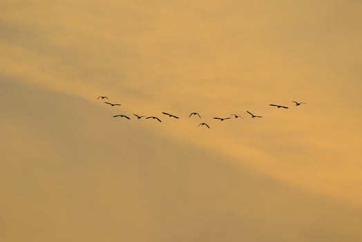 birds flying into sunset sky photo