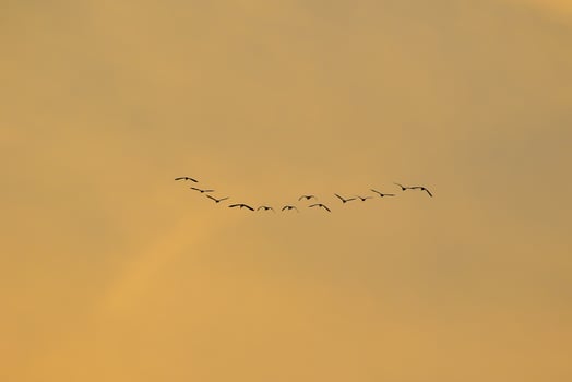 birds flying into sunset sky photo