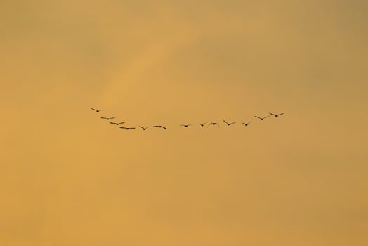 birds flying into sunset sky photo