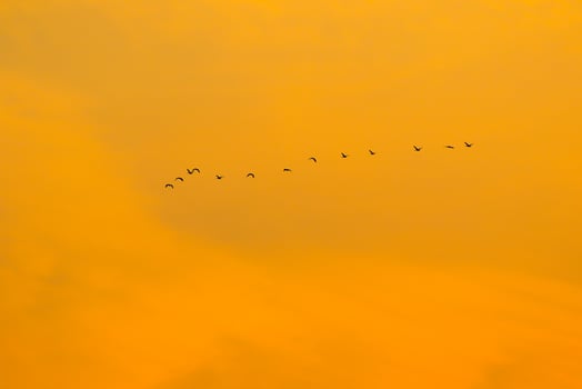 birds flying into sunset sky photo