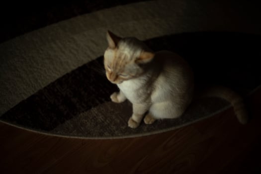 Cat on carpet. Cat at home. Pet in apartment. White wool and carpet. photo