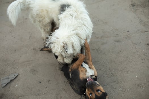 Dogs fight. Pets play outside. Cute dogs. photo
