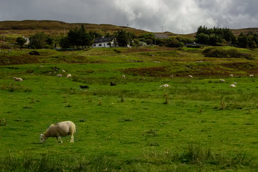 Sheep Pasture in Scotland photo