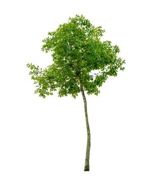 Tree Shrub Garden Decoration White Background photo