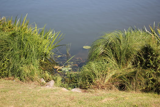 In a park on the shores of Lake Garda in Italy. photo