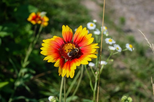 Summer blooming flower with bee photo
