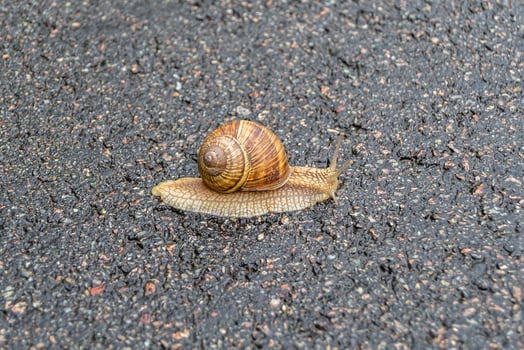 Big garden snail in shell crawling on wet road hurry home photo