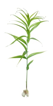 Fresh leaves isolated on white backround photo