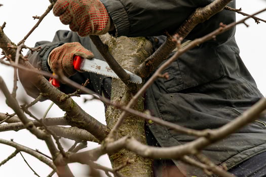 Pruning fruit trees in the garden with a saw in autumn and spring. A series of pictures. photo