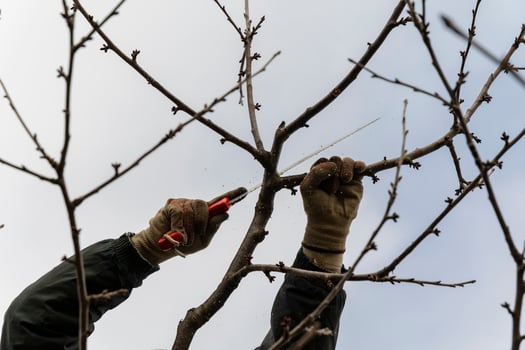 Pruning fruit trees in the garden with a saw in autumn and spring. A series of pictures. photo