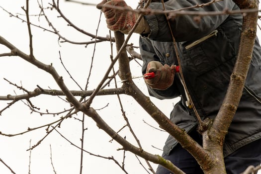 Pruning fruit trees in the garden with a saw in autumn and spring. A series of pictures. photo