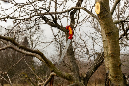 An agricultural tool, a saw hanging on a tree branch after pruning. photo