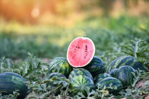 watermelon slice in watermelon field - fresh watermelon fruit on ground agriculture garden watermelon farm with leaf tree plant, harvesting watermelons in the field photo