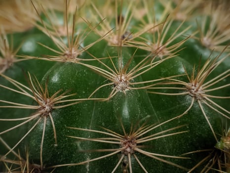 Close-up of cactus plant photo