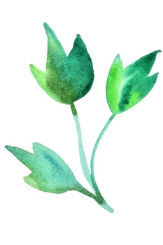 Three green leaves watercolor clipart on white. Hand drawn illustration of summer greenery. photo
