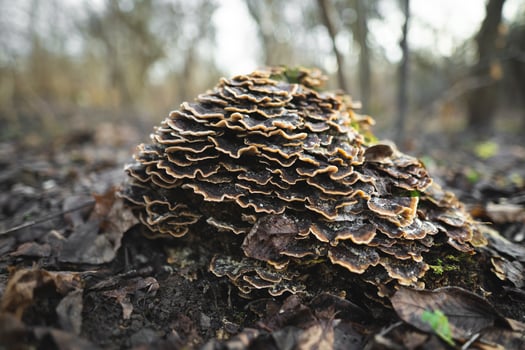 many mushroom parasites that grow on a tree or a stump Trametes versicolor photo