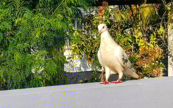 White dove bird sitting on balcony railing terrace Mexico. photo