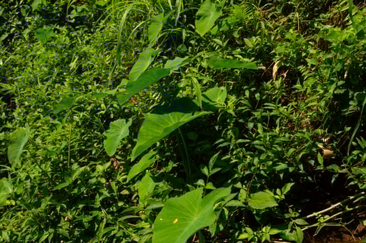 garden view with wild plants covering photo