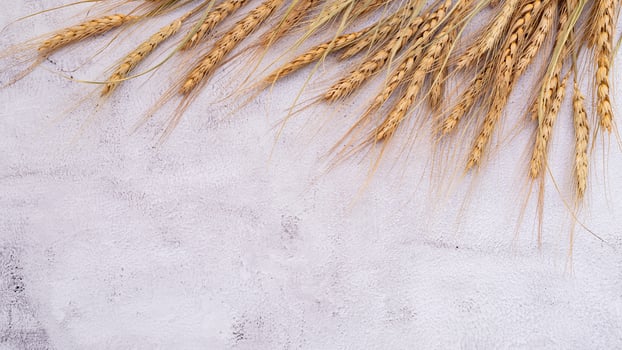 Wheat ears and wheat grains set up on white stone background. photo