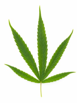 Green cannabis leaves with glass bottle of cannabis oil  reflection isolated on white background. Marijuana hemp . photo