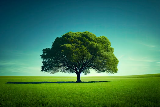 Green field, tree and blue sky.Great as a background photo