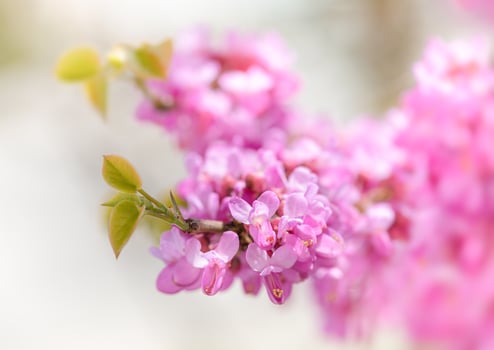 A close-up of pink flowers on Judas tree. photo