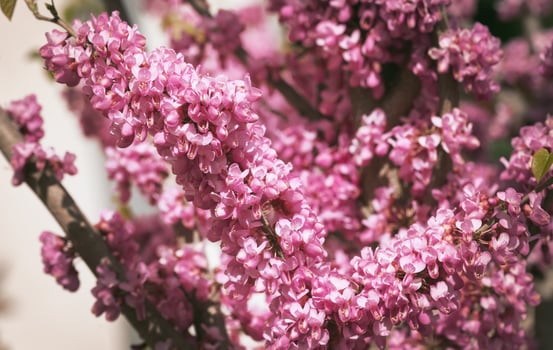 A close-up of pink flowers on Judas tree. photo
