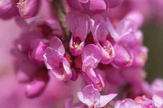 A close-up of pink flowers on Judas tree. photo