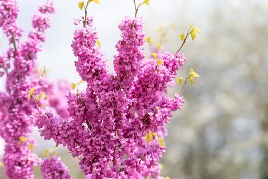 A close-up of pink flowers on Judas tree. photo